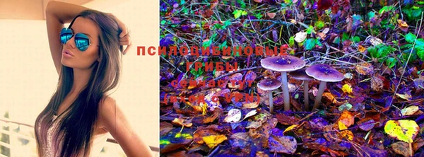 гашик Осинники
